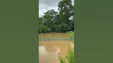 Nước ngập ao cá dân chắc ra hết rồi