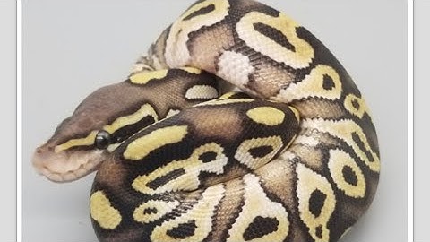 Ball Python Collection 2020