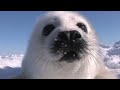 Baby harp seal sniffing. /クンクンするアザラシの赤ちゃん