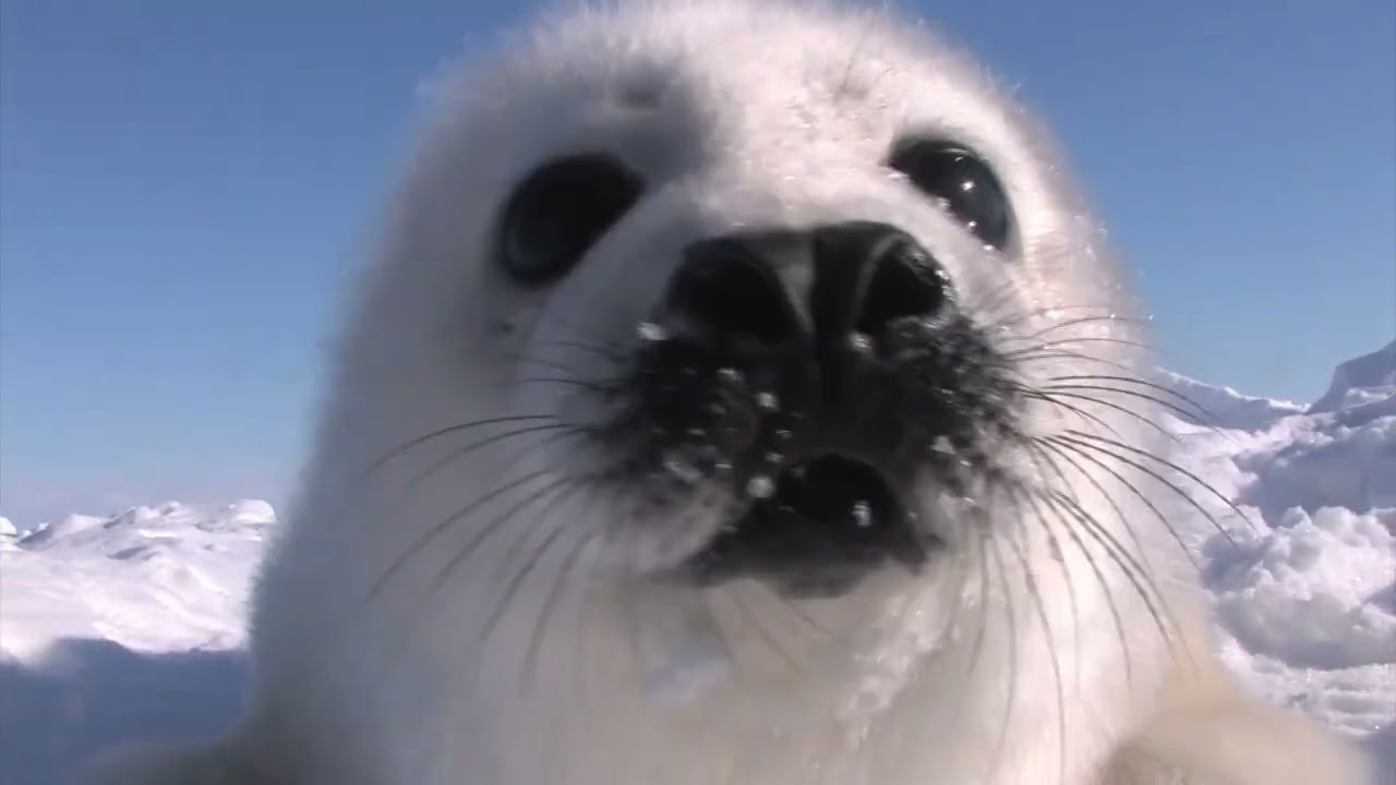 Baby Harp Seal Sniffing クンクンするアザラシの赤ちゃん Youtube Baby Harp Seal Sniffing クンクンするアザラシの赤ちゃん Youtube
