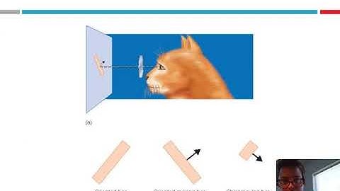 Module 2 Specialization of Function (Neurons)