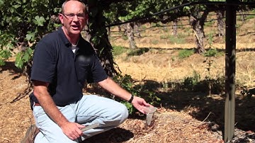 IRRIGATION EFFICIENCY VINEYARDS