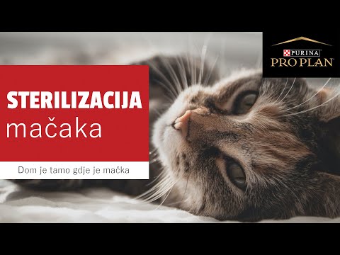 Video: Mačka Anastasije Voločkove: Priča O Zvijezdi Ljubimca