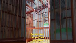Download Lagu cucak rowo betina DNA MP3 Download Lagu cucak rowo betina DNA MP3