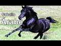 Características del Caballo Árabe - TvAgro por Juan Gonzalo Angel