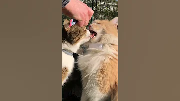 Kiss Another Cats Tongue Shorts Cat Dog Funnycat Frogtok 