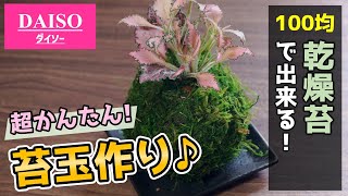 【知らなきゃ損】100均で出来る！かわいい苔玉の作り方♪【観葉植物の育て方】