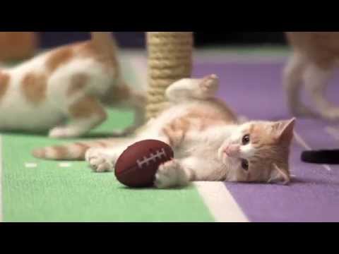 Kitten Bowl II - Meet Clawvin Johnson