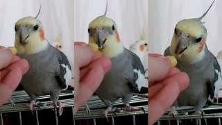 A cockatiel bird that loves corn from the bottom of its heart