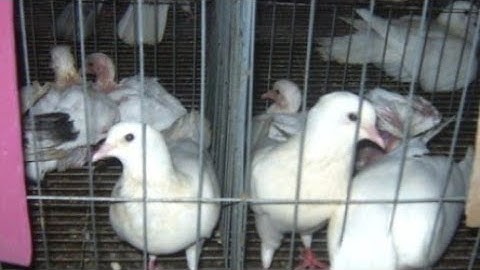 Qhia paub txog kev tu nquab kom vam coob