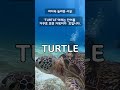 거꾸로 보아요 거북이 Turtle 거꾸로 보아요 거북이 Turtle