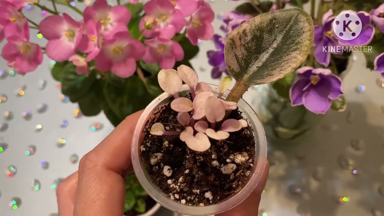 С чего начать коллекцию? Лист, детка или цветущее растение?