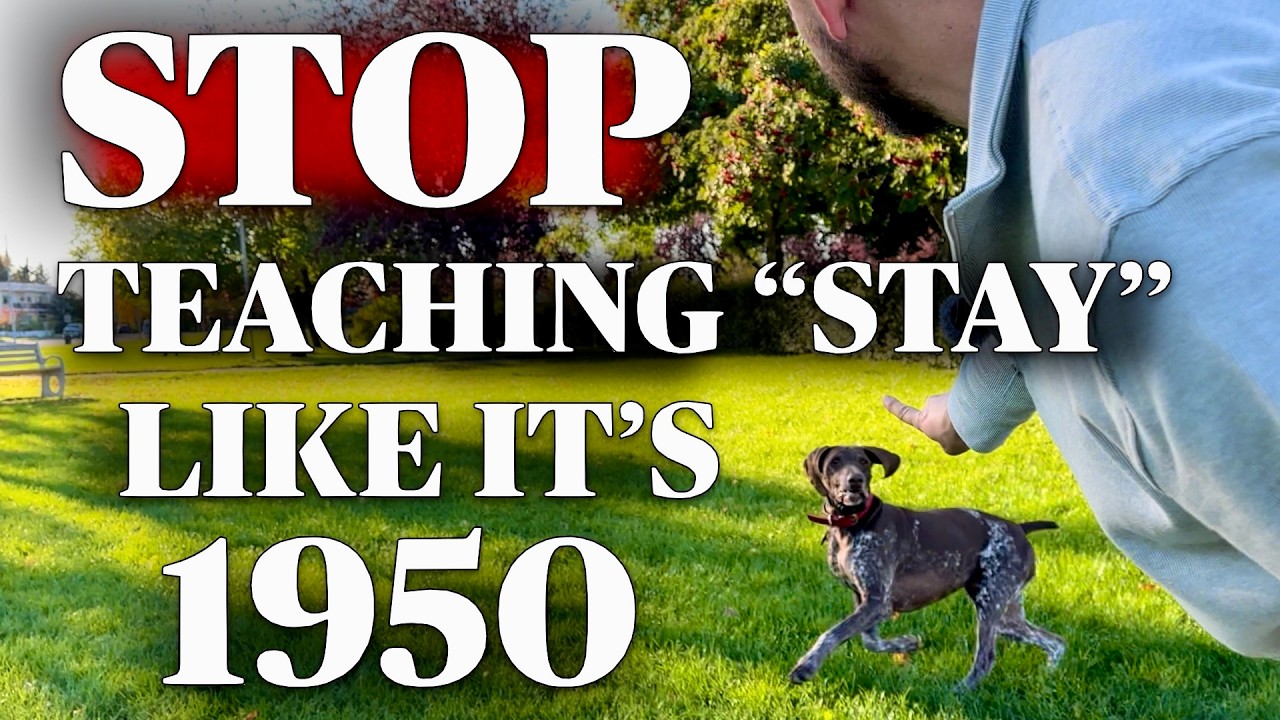 How to Train My Dog to Stay: Expert Tips Revealed