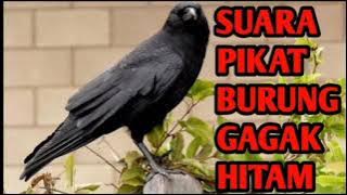 🔴SUARA PIKAT BURUNG GAGAK HITAM AMPUH