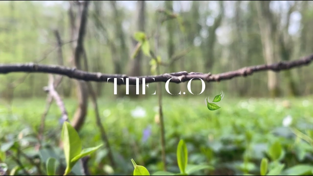 Bande-Annonce : THE C.O