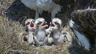 Three Bobs: Their First Week