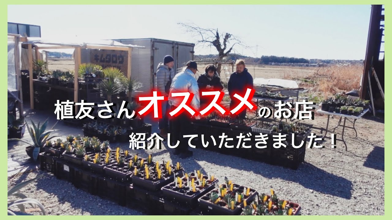 野菜ではない⁉️【アガベ】の直売所発見動画211