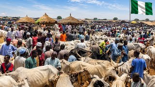 Details Inside ABASAWA Livestock Market 🇳🇬 | Kano’s Hidden Rural Cattle Trading Hub Guide