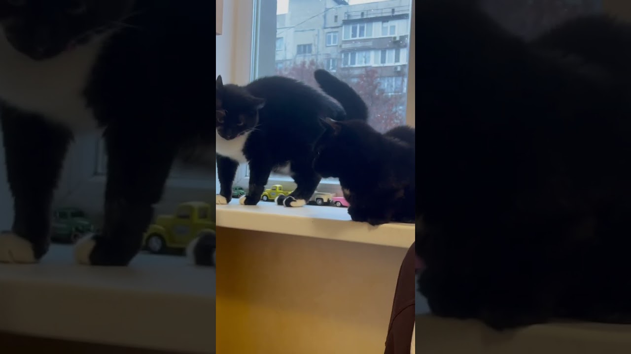 Cats ) New Funny cat video 2024 ) Sweet and Cute Cat video 2024 😺 December 2024 Breakfast )