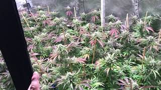 Sea of green method. Grow weed like a guru season 5 video 6 day 44 flower. MK ultra