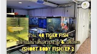 ปลาแม่น้ำสั้นสวยงาม &​ เสือตอ(ร้าน 48 Tiger​ Fish)​🐟Ep.2​