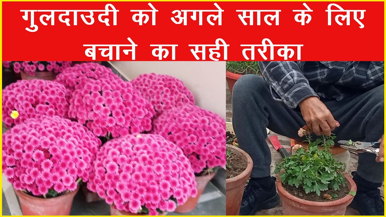 गुलदाउदी को अगले साल के लिए बचाने का सही तरीका | The Right Way to Save Chrysanthemum for Next Year