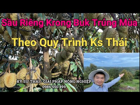 Video Sầu Riêng Krong Buk Trúng Mùa Trái Tròn Xanh Da Dàn Lá... - youtube