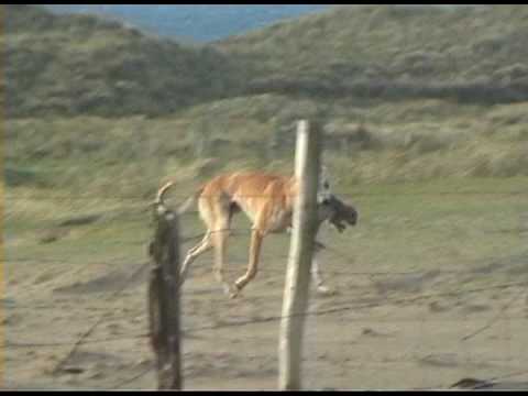 RABBIT RETRIEVE RED MERLE LURCHER - YouTube