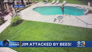 What Should You Do If You're Swarmed By Bees?
