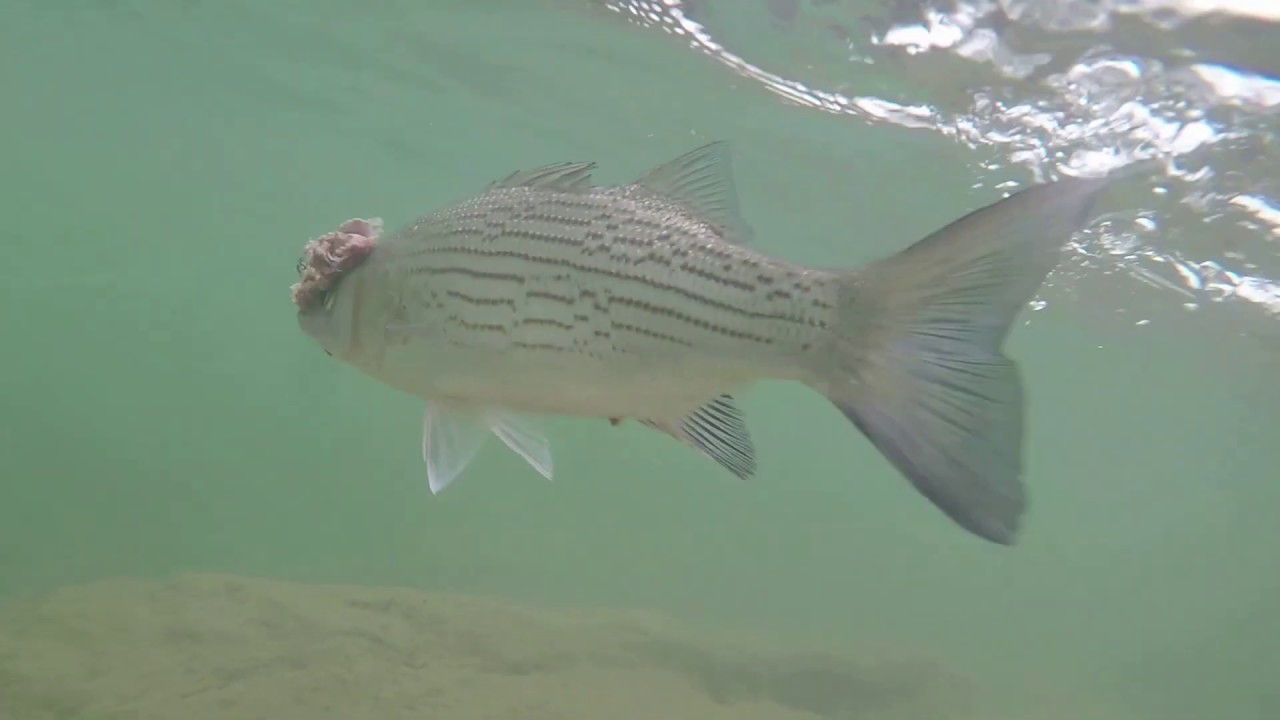 Hybrid striped bass fishing at lake YouTube