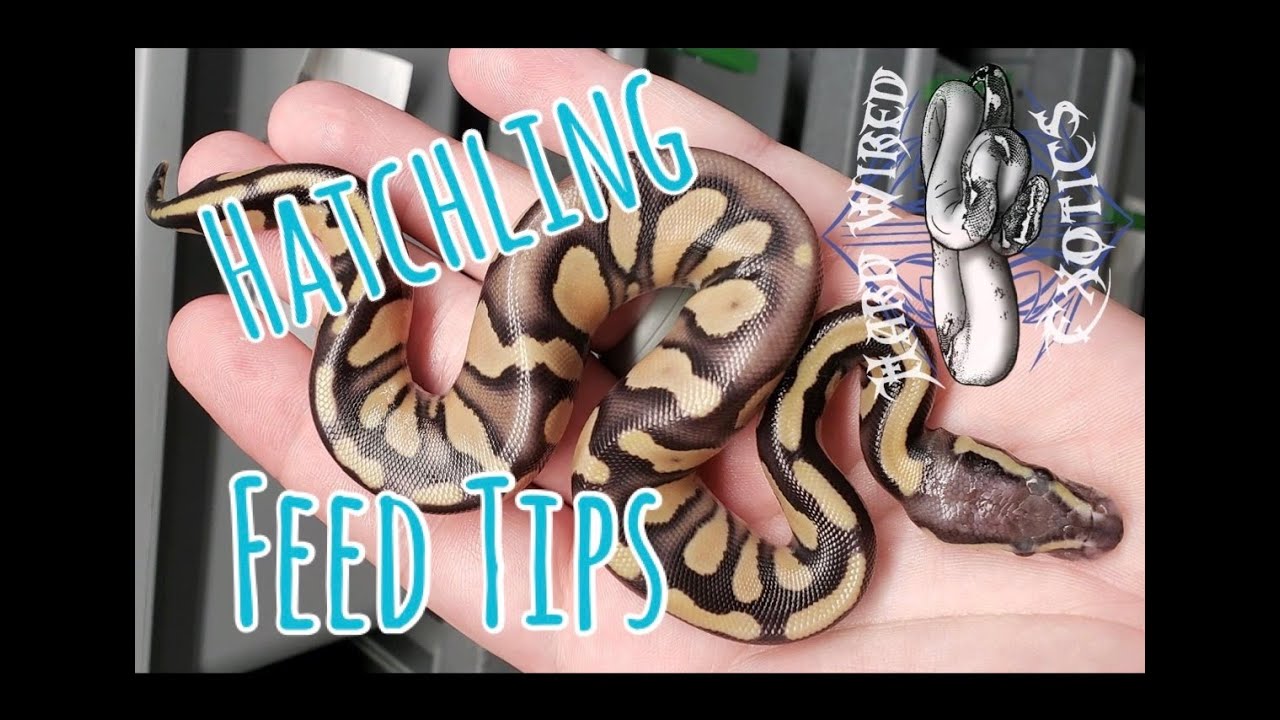 camera iphone 8 plus apk Hatchling Season Feed Tips // HWE