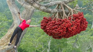 The Last Red Rambai Harvest of the Year – Use Truck Transport 1000+ kg Red Rambai Go to Market Sell