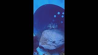 Cuttlefish Capturing Crab