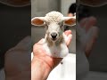 A lamb just popped out my soap dispenser 🐑🫧
