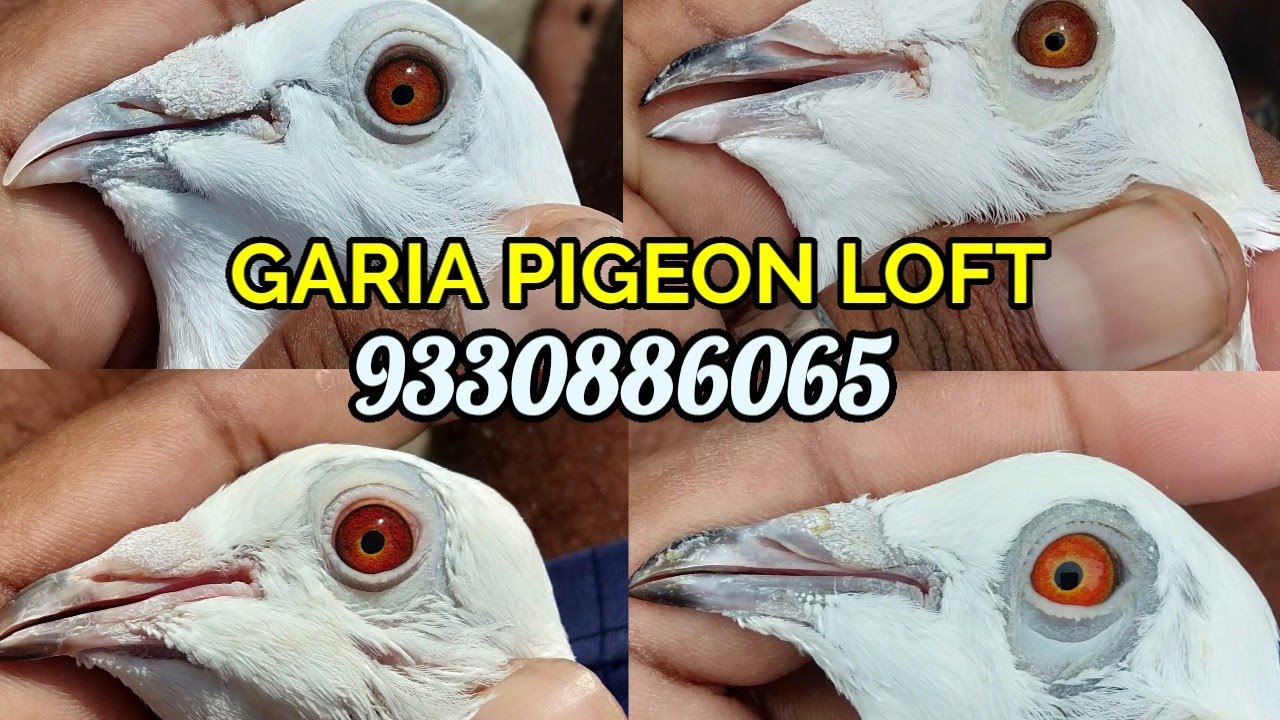 HIGH QUALITY MADRASI PIGEON LOFT IN KOLKATA WEST BENGAL INDIA SUROJIT PIGEON LOFT