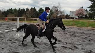 Strider and Fairly Simple 2ft Hunter Course B