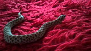 video-2011-12-24-13-21-56
