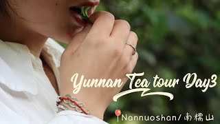 🍃 Day 3: Nannuo Mountain Adventure – Ancient Tea Trees & Hani Family Hospitality | Yunnan Tea Tour