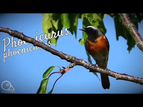 The Common Redstart