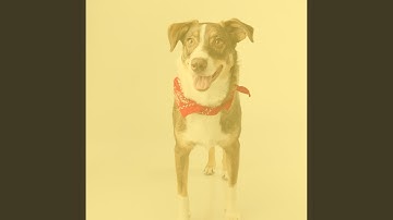 Pulsating Backdrops for Calm Pups