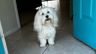 Harvey  Havanese Training