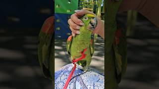 Мой антистресс)) #parrot #birds #амазон #pets #cute #домашниеживотные #шлейка #harness #aviator