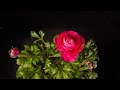 Flowers by Salim
