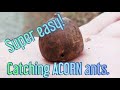 How to catch acorn ants temnothorax