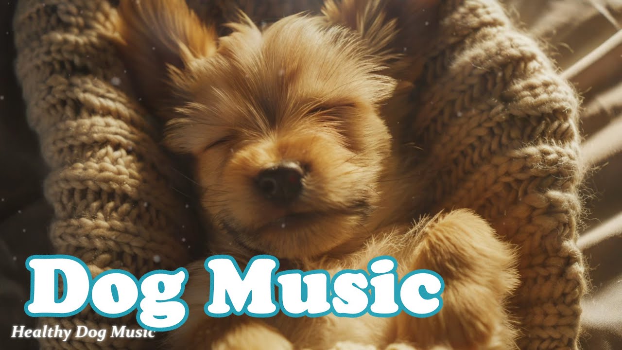 Лечебная музыка для собак💖 Успокойте свою собаку и избавьтесь от тревожности!