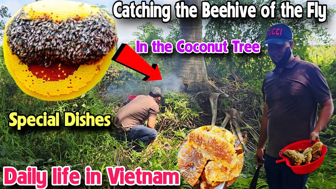 Daily Life in Vietnam #14 : Wild bees build their nests in coconut trees.