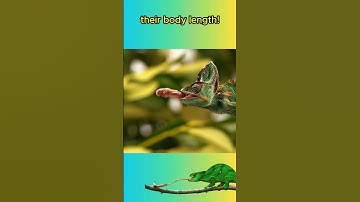 Chameleon Tongues Are FASTER Than A RACE CAR!🦎🦎👅#animals #animalfacts #shorts