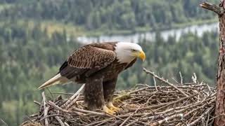 Eagle Apna Nest Kaise Banata Hai 🦅 | Amazing Eagle Nest Building Process | Wildlife Documentary