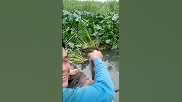 lên cá cóc #shorts