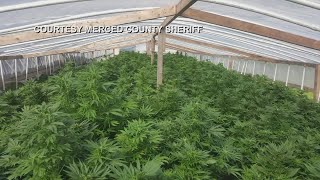 Sheriff cracking down on Merced illegal pot grows